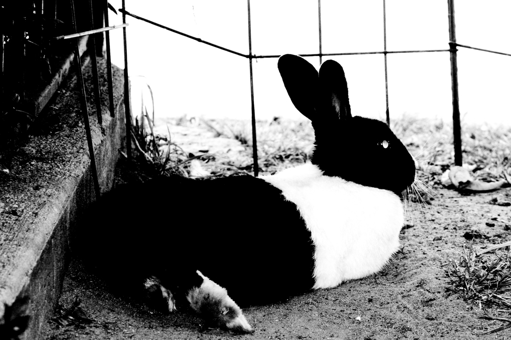 Fauna 01