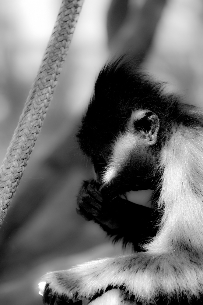 Fauna 03
