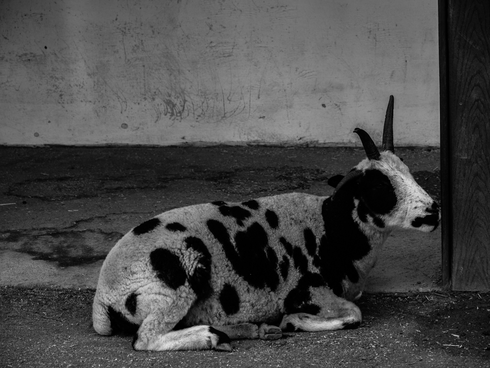 Fauna 47