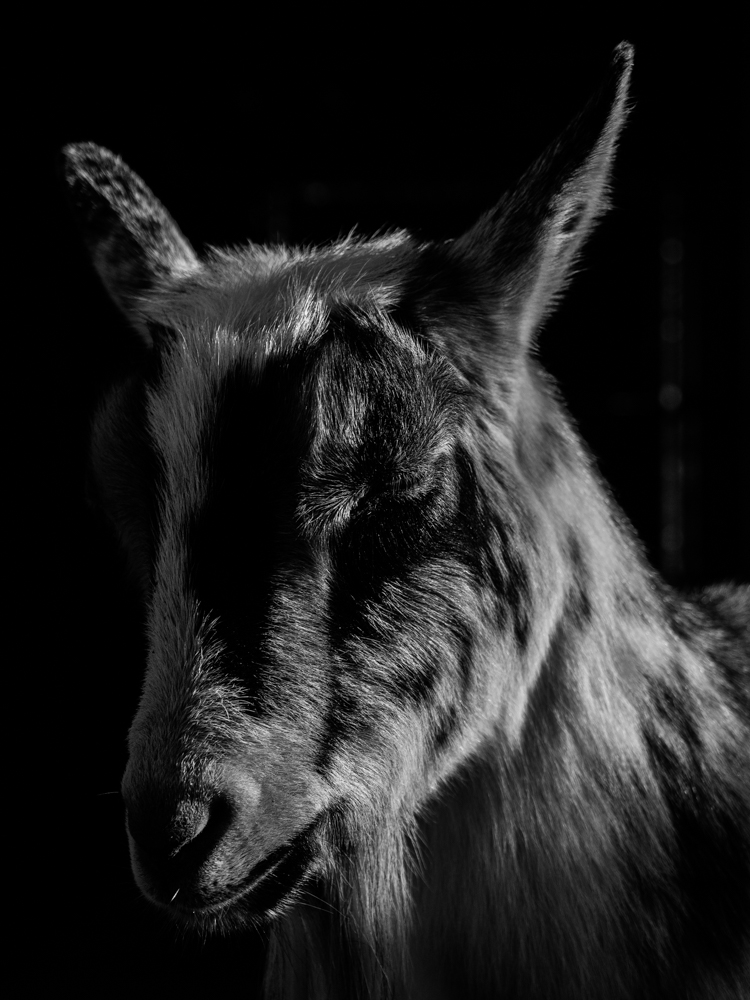 Fauna 48