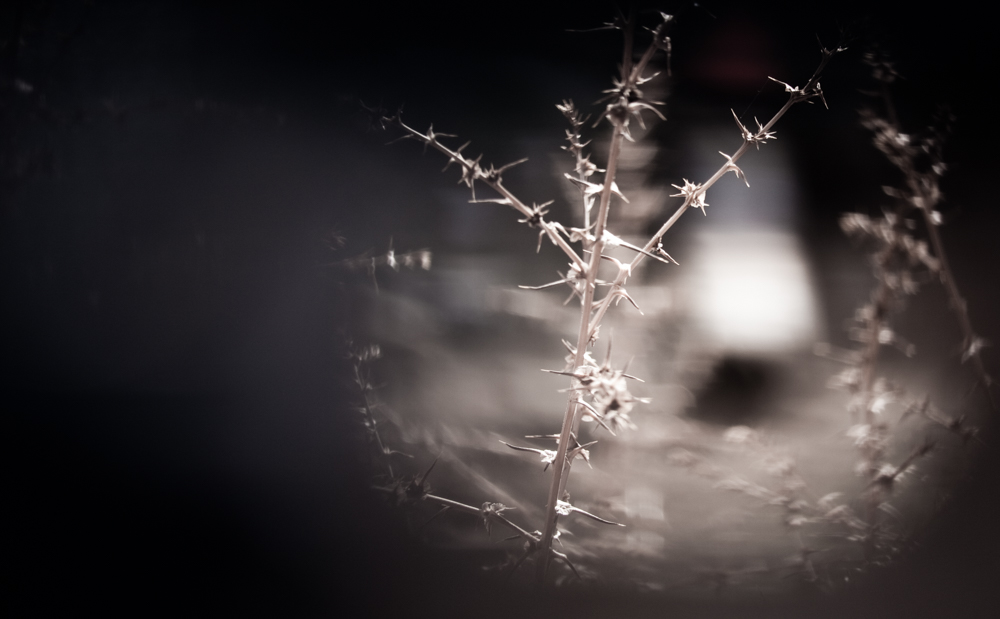 Flora 04