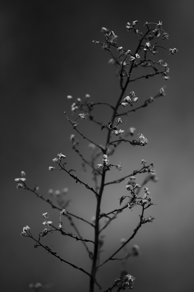 Flora 05