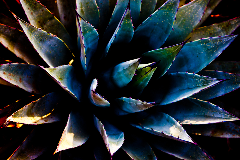 Flora 10