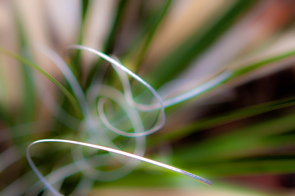 Flora 12