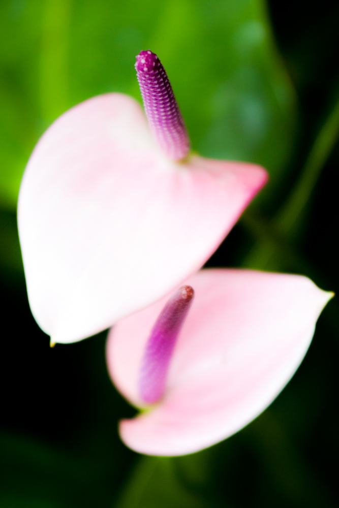 Flora 19