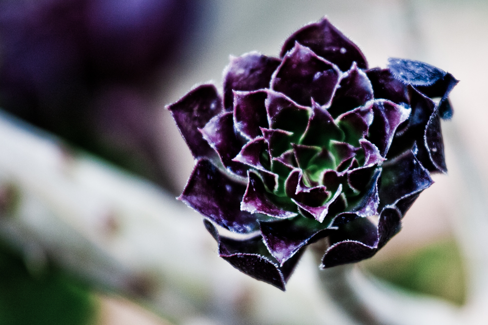 Flora 24