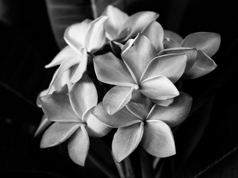Flora 26